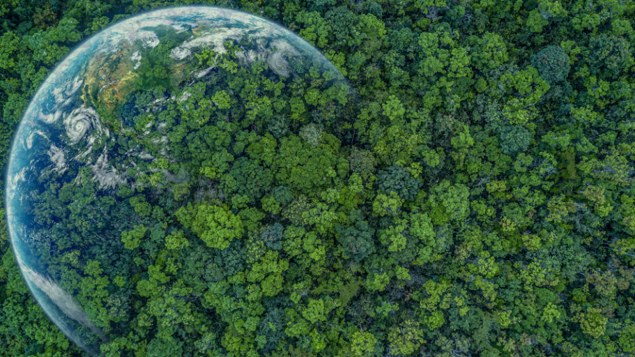 The Forest Must Be Saved